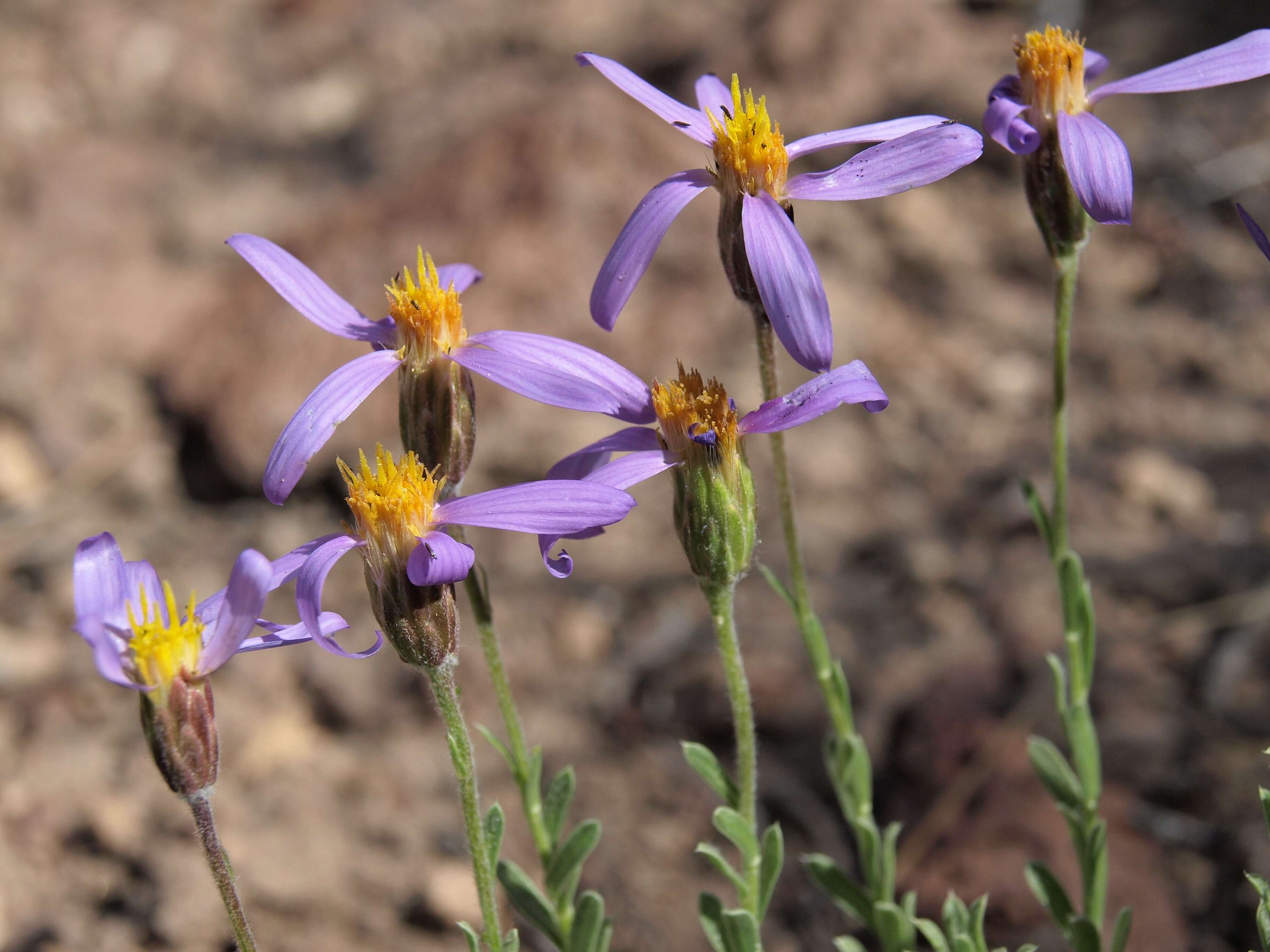 Image of aster