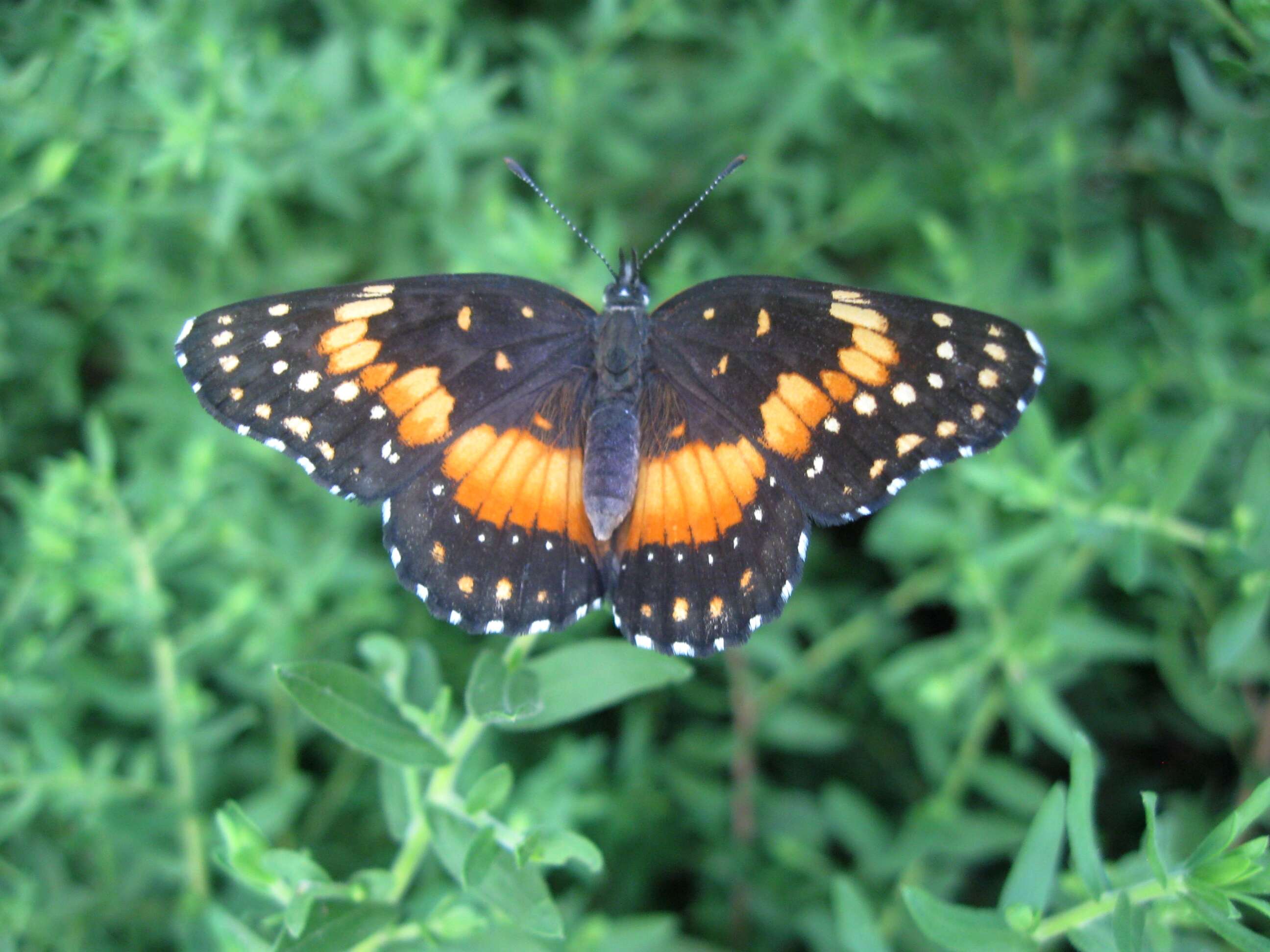 Image of Bordered Patch