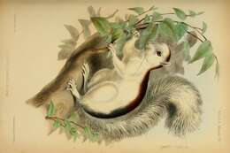 Image of Variegated Squirrel