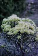 Image of Hakea macraeana F. Müll.