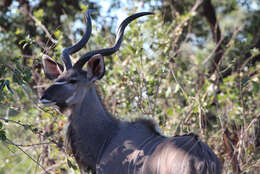 Image of Tragelaphus angasi