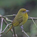 Image of Tooth-billed Tanager