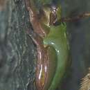 Image of Chinese Tree Toad