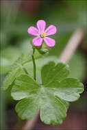 Image of shining geranium