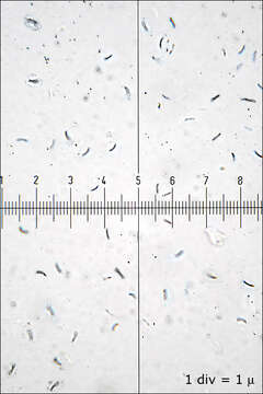 Image of Skeletocutis nivea (Jungh.) Jean Keller 1979