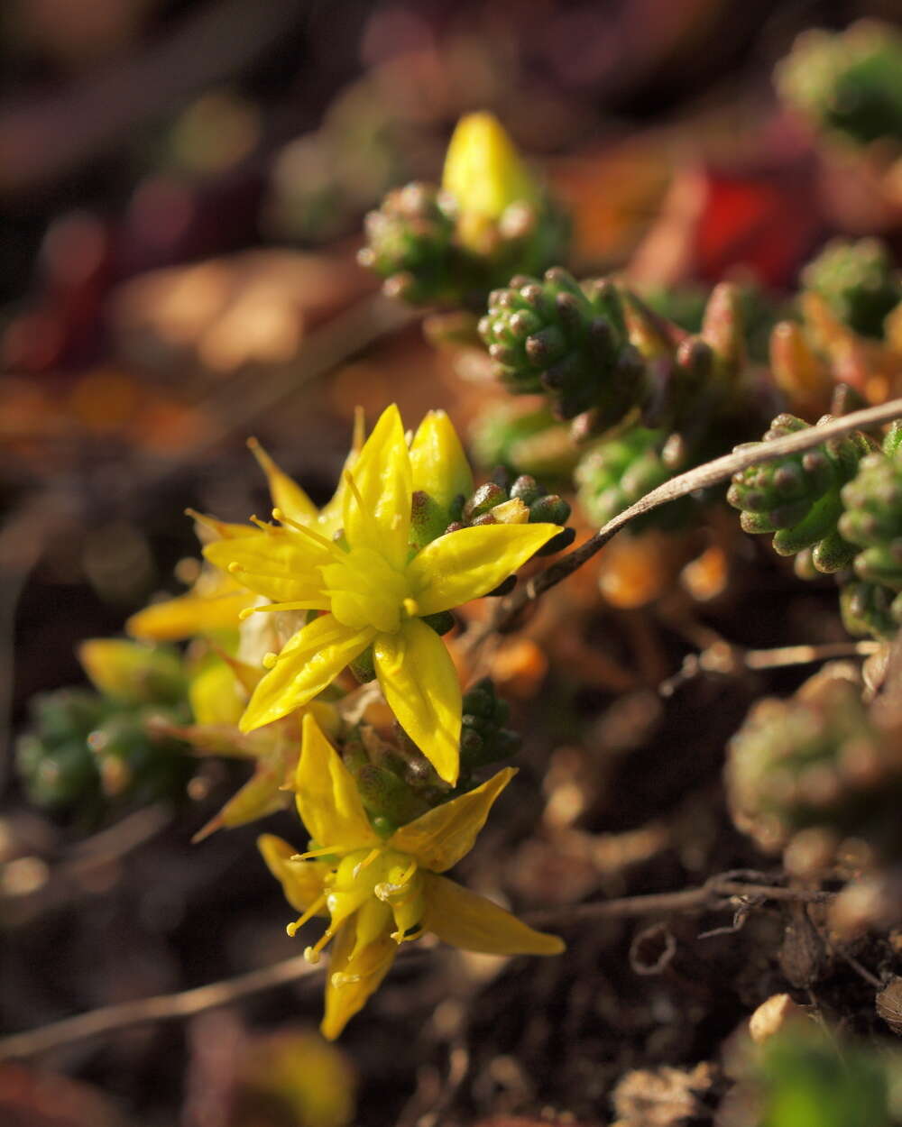 Image of stonecrop