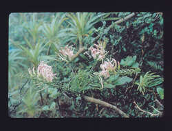 Image of false lobelia