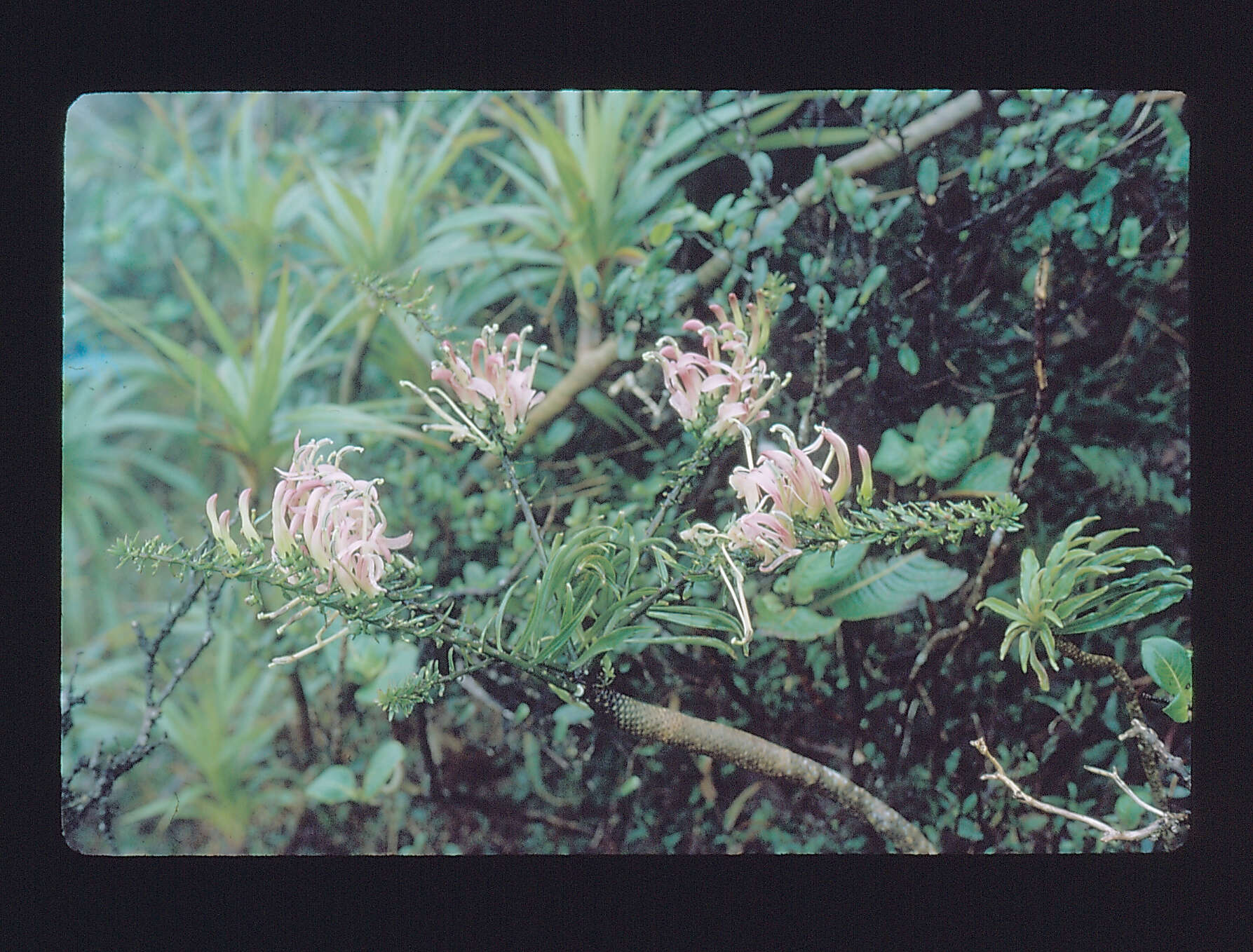 Image of false lobelia