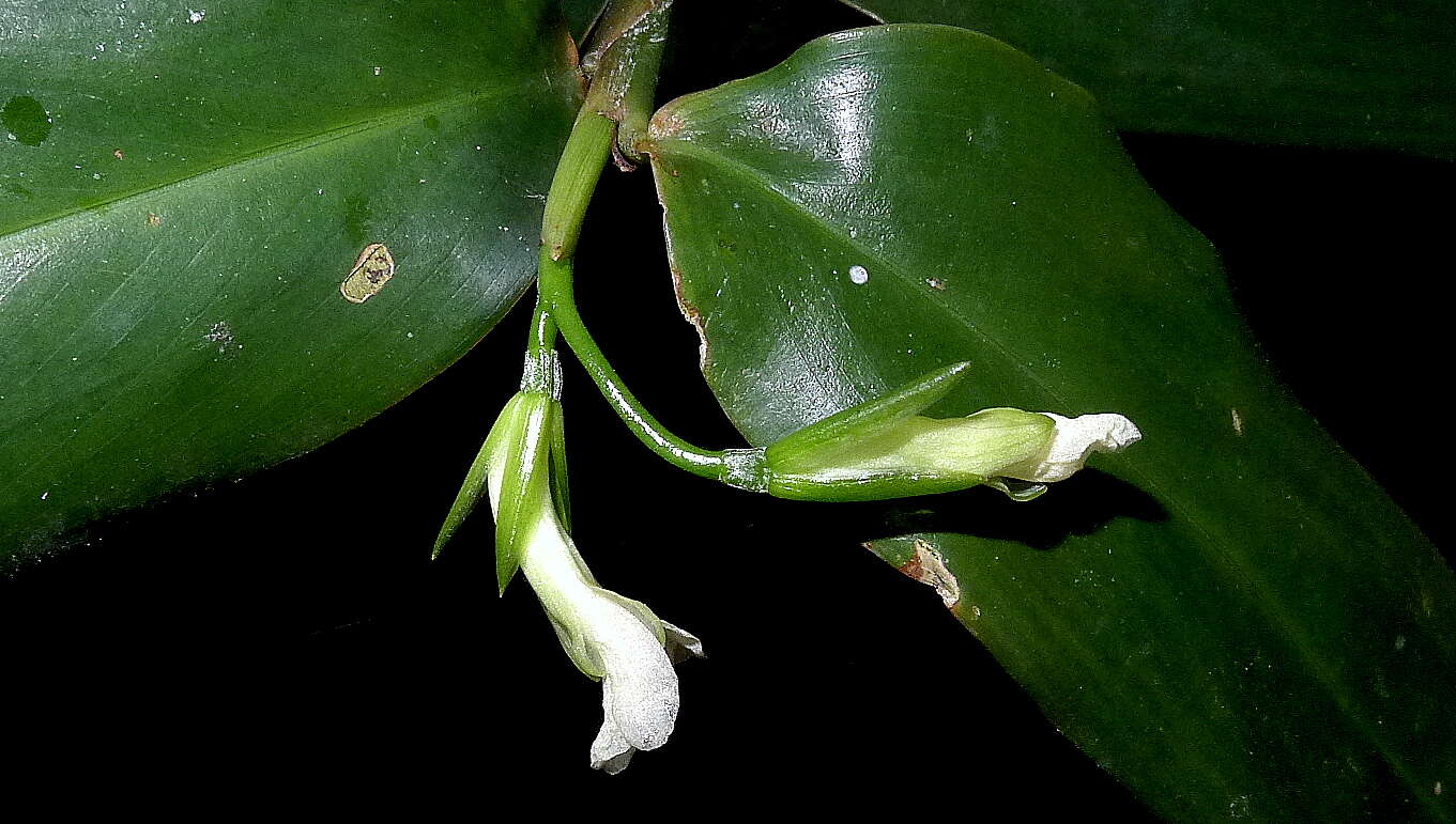 Image of Prayer Plant