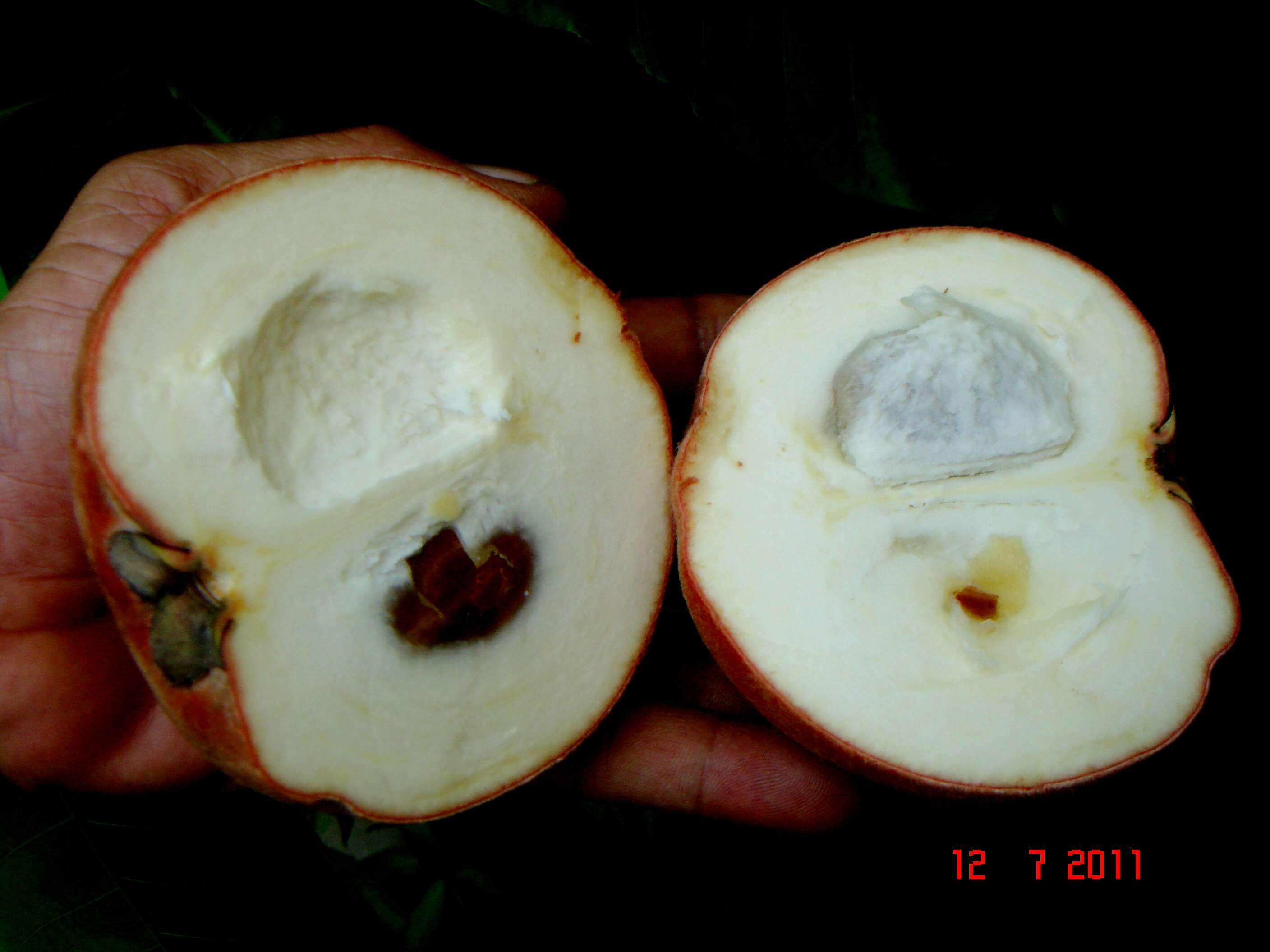 Image of Velvet-Apple