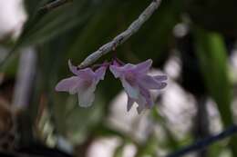 Image of Dendrobium intricatum Gagnep.