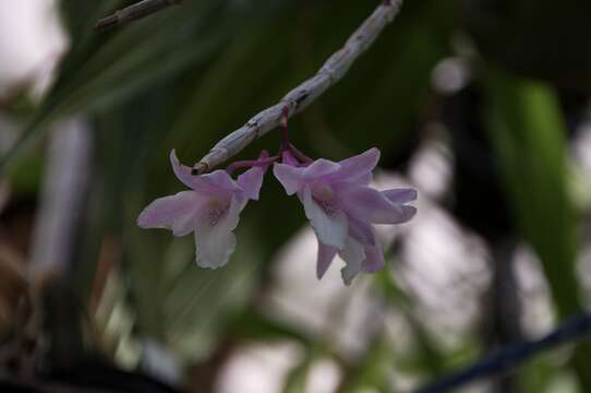 Dendrobium intricatum Gagnep.的圖片