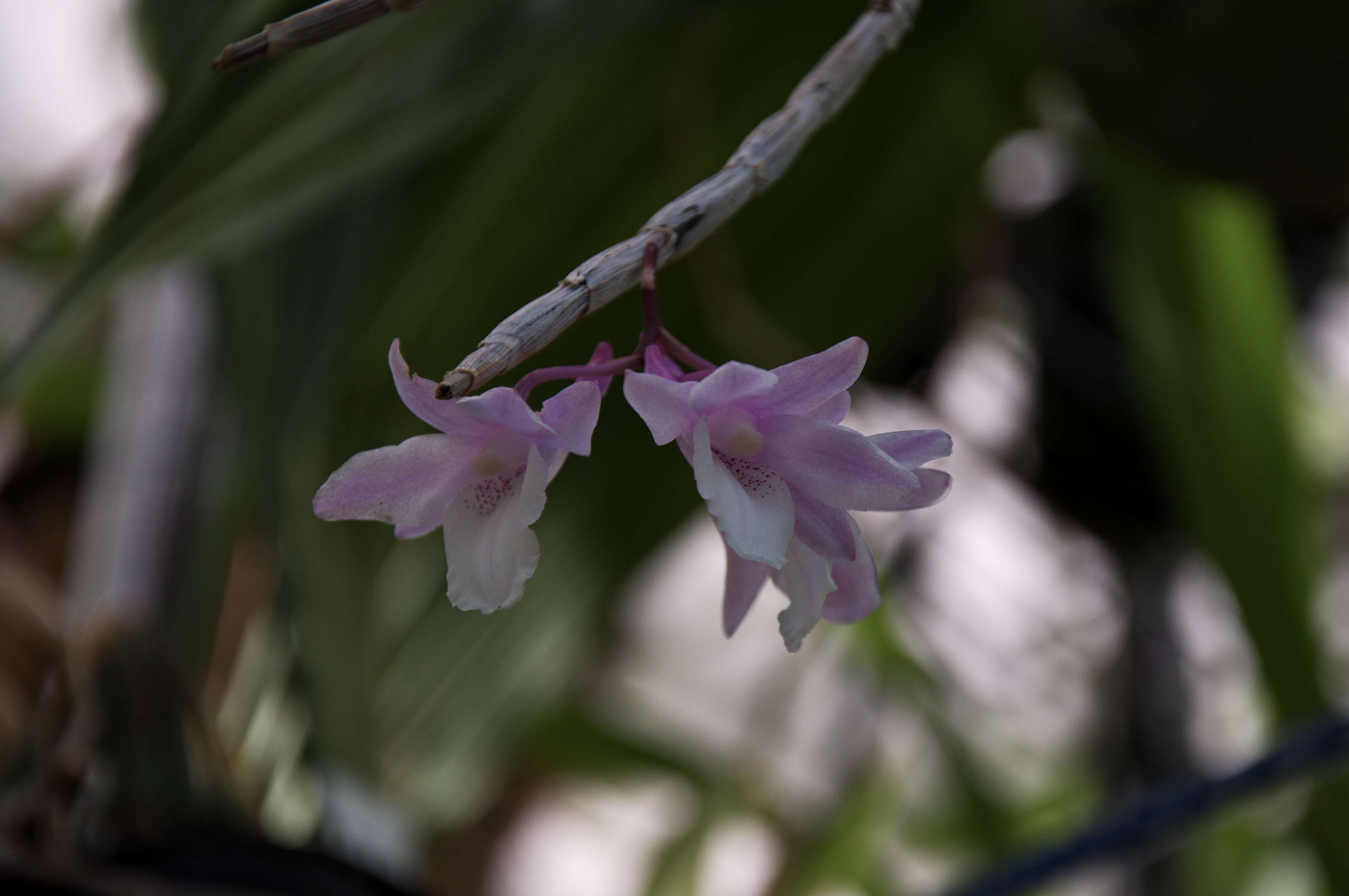 Image of Dendrobium intricatum Gagnep.