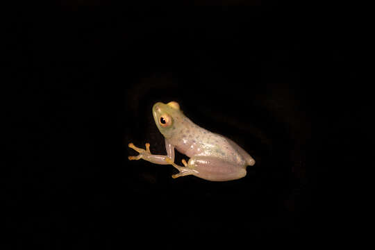 Image of Longnose Reed Frog