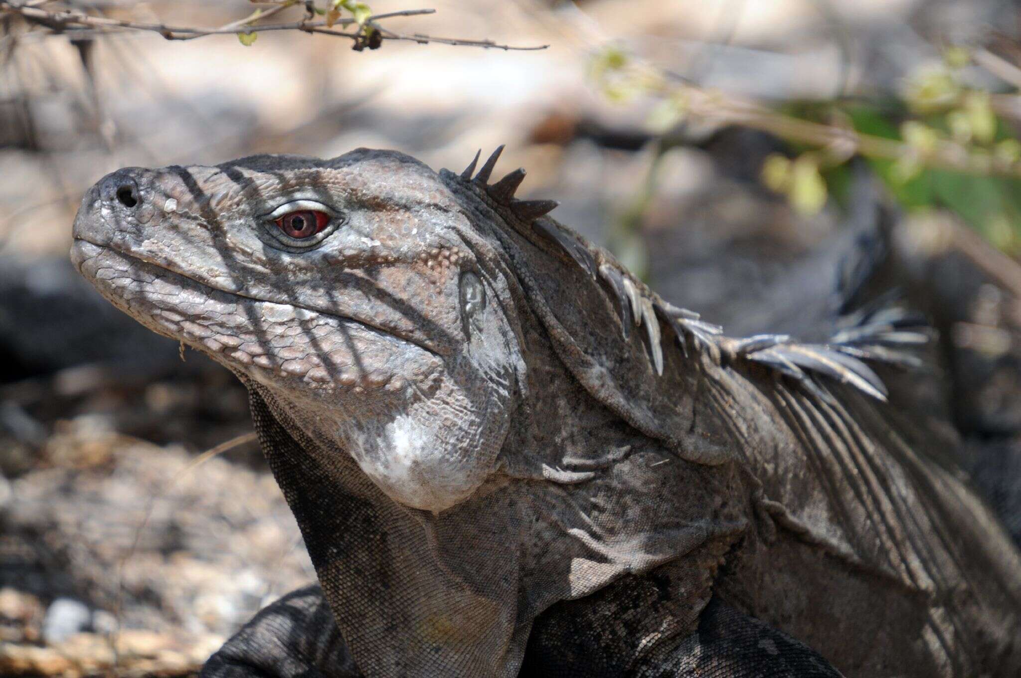 Image of Ground Iguanas