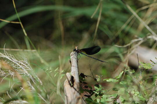 Image of Jewelwings