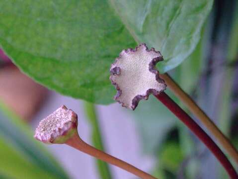 Image of Dorstenia elata Gardn.