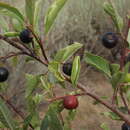 Image de Frangula rubra subsp. rubra