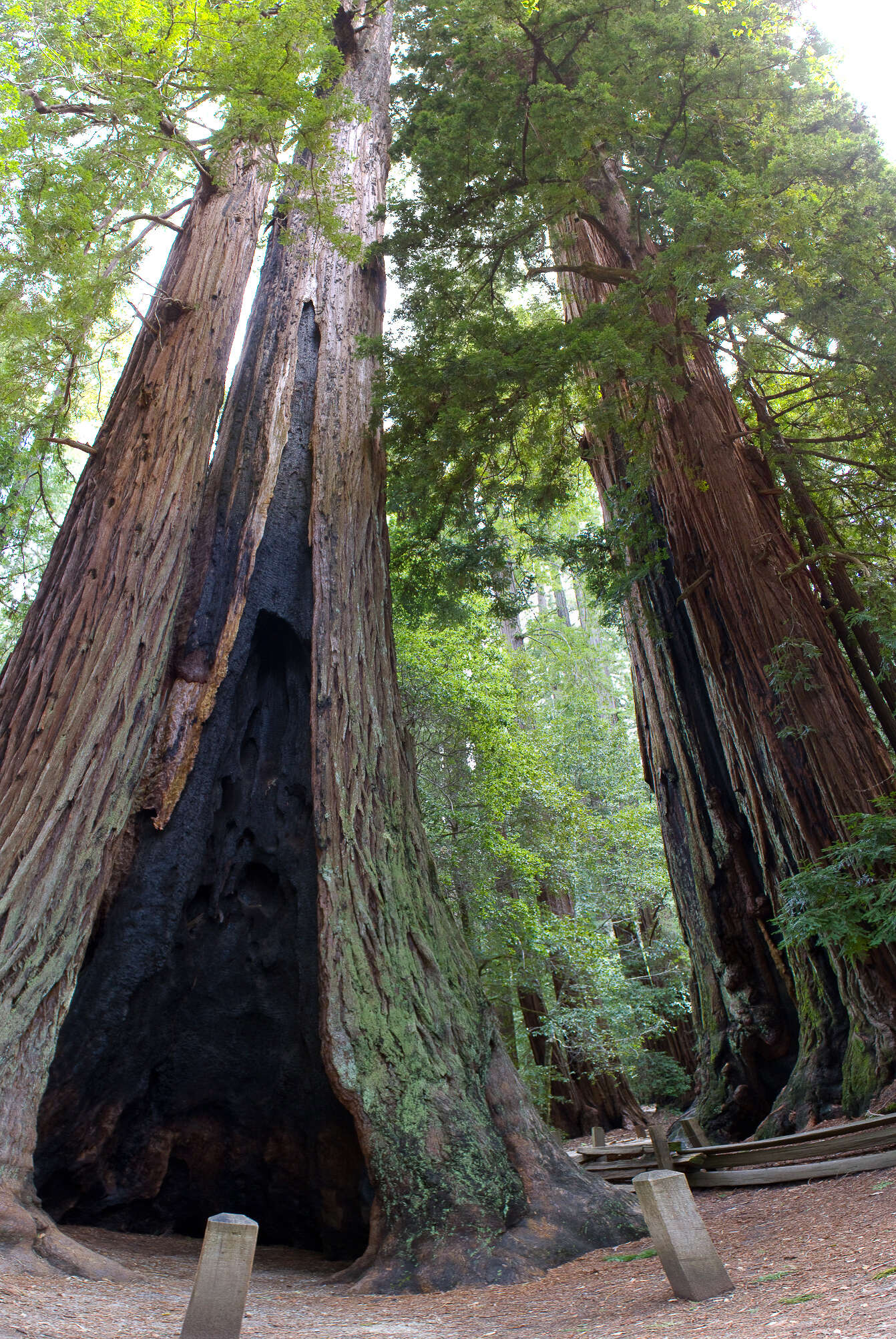 Image de Sequoia