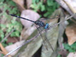 Imagem de Dythemis multipunctata