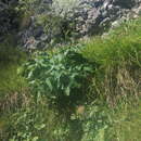 Image de Laserpitium latifolium subsp. latifolium