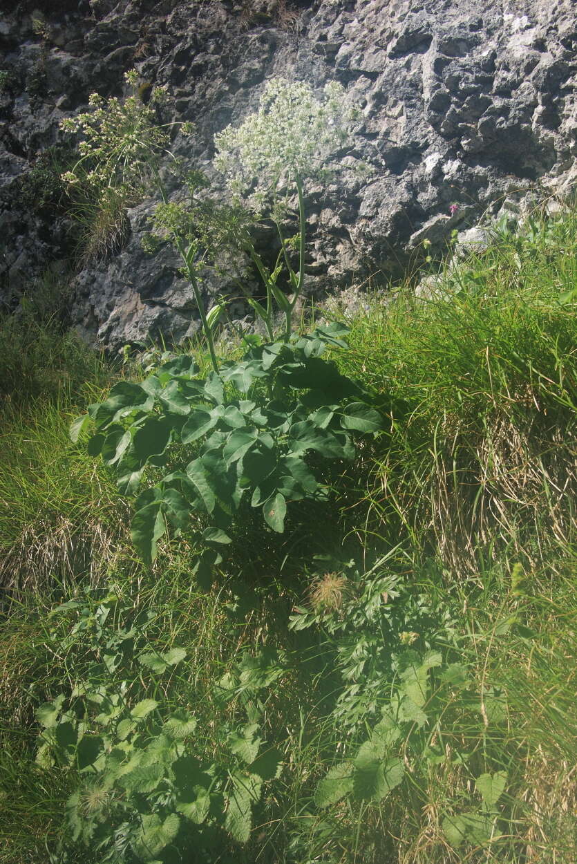 Imagem de Laserpitium latifolium subsp. latifolium