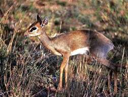 Image of Guenther's Dik-dik