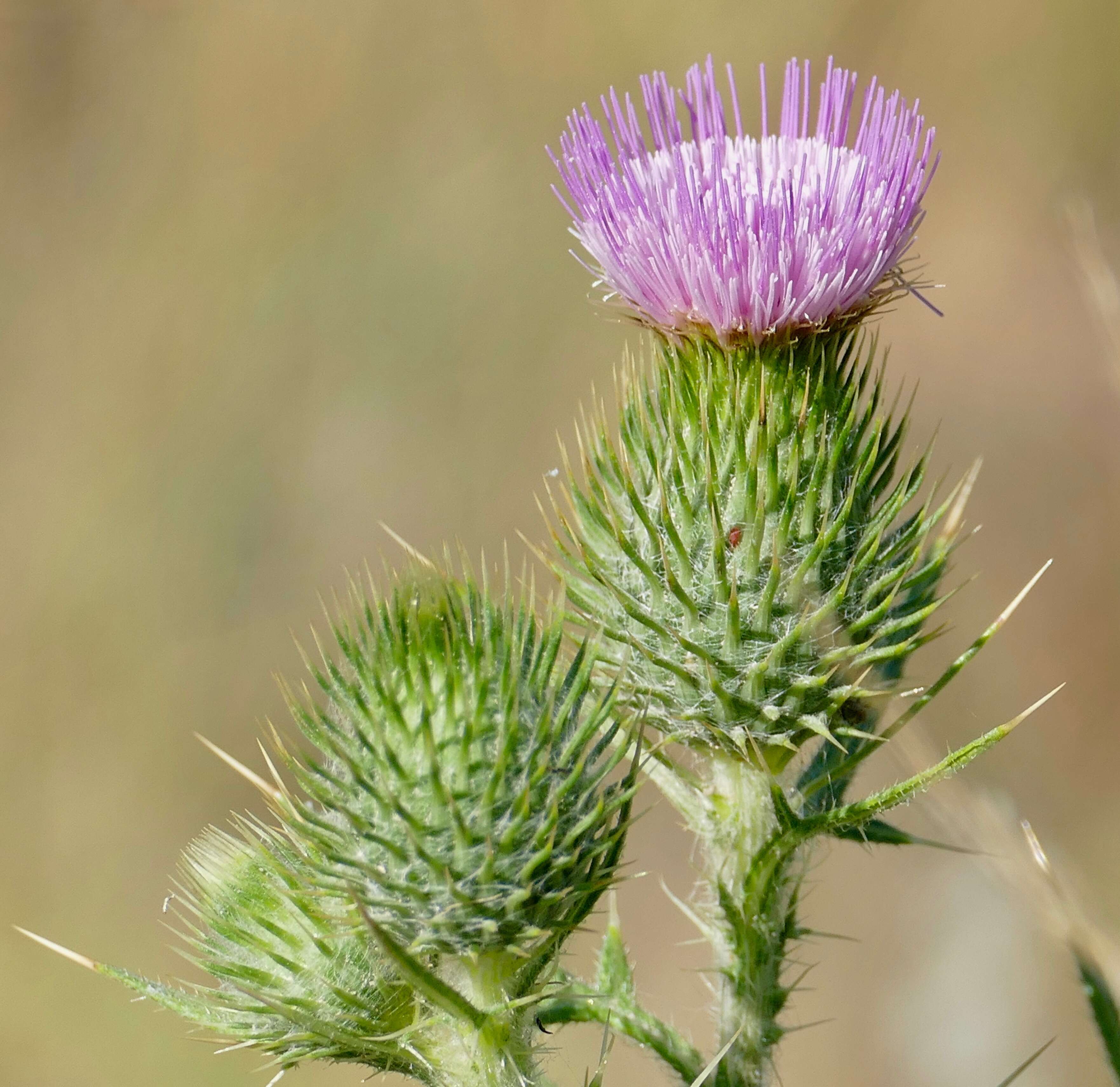 Image of thistle