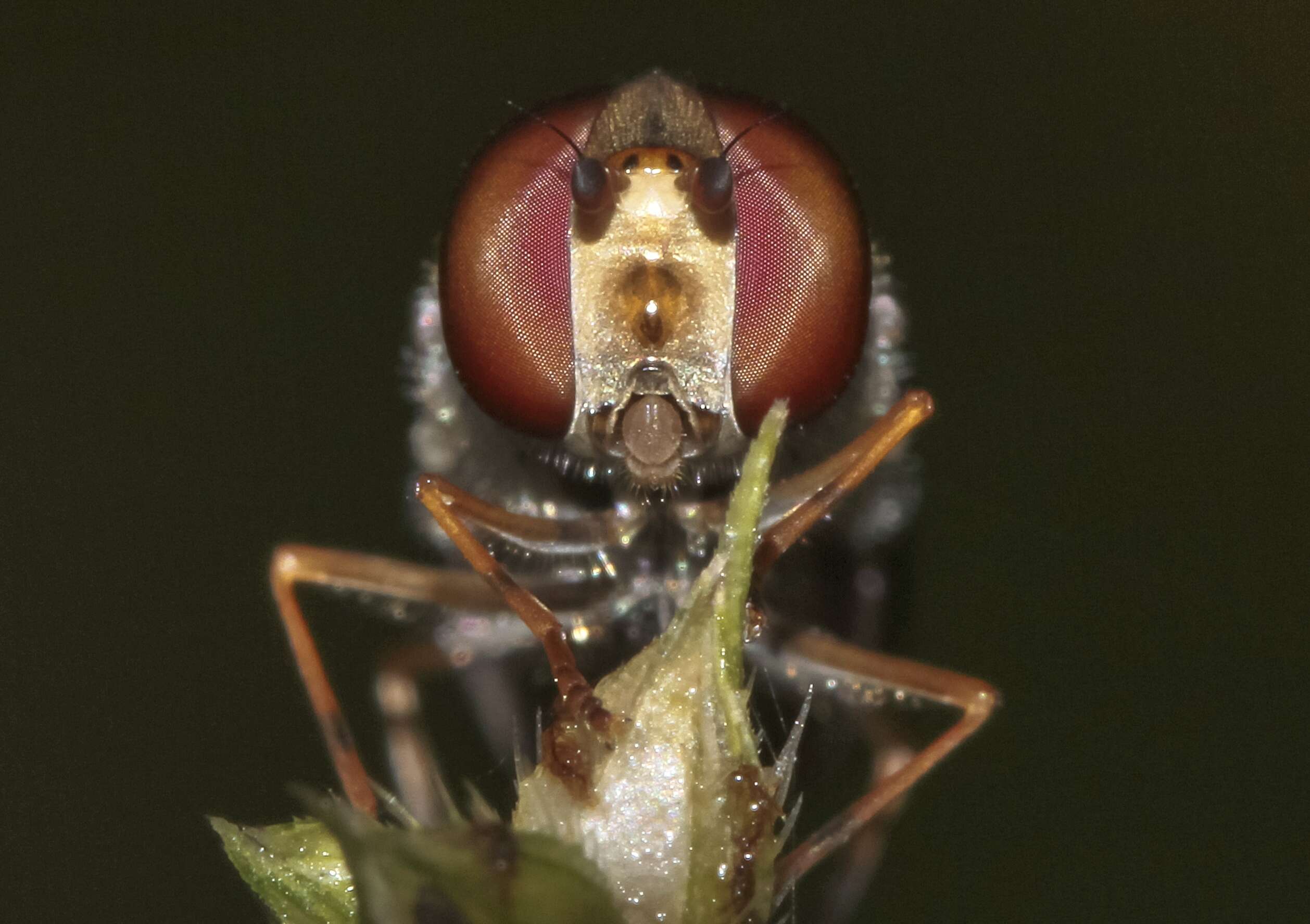 Image of Episyrphus