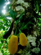 Image of breadfruit