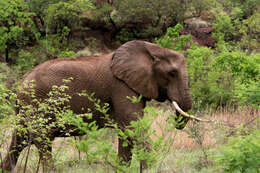 Image of African elephant