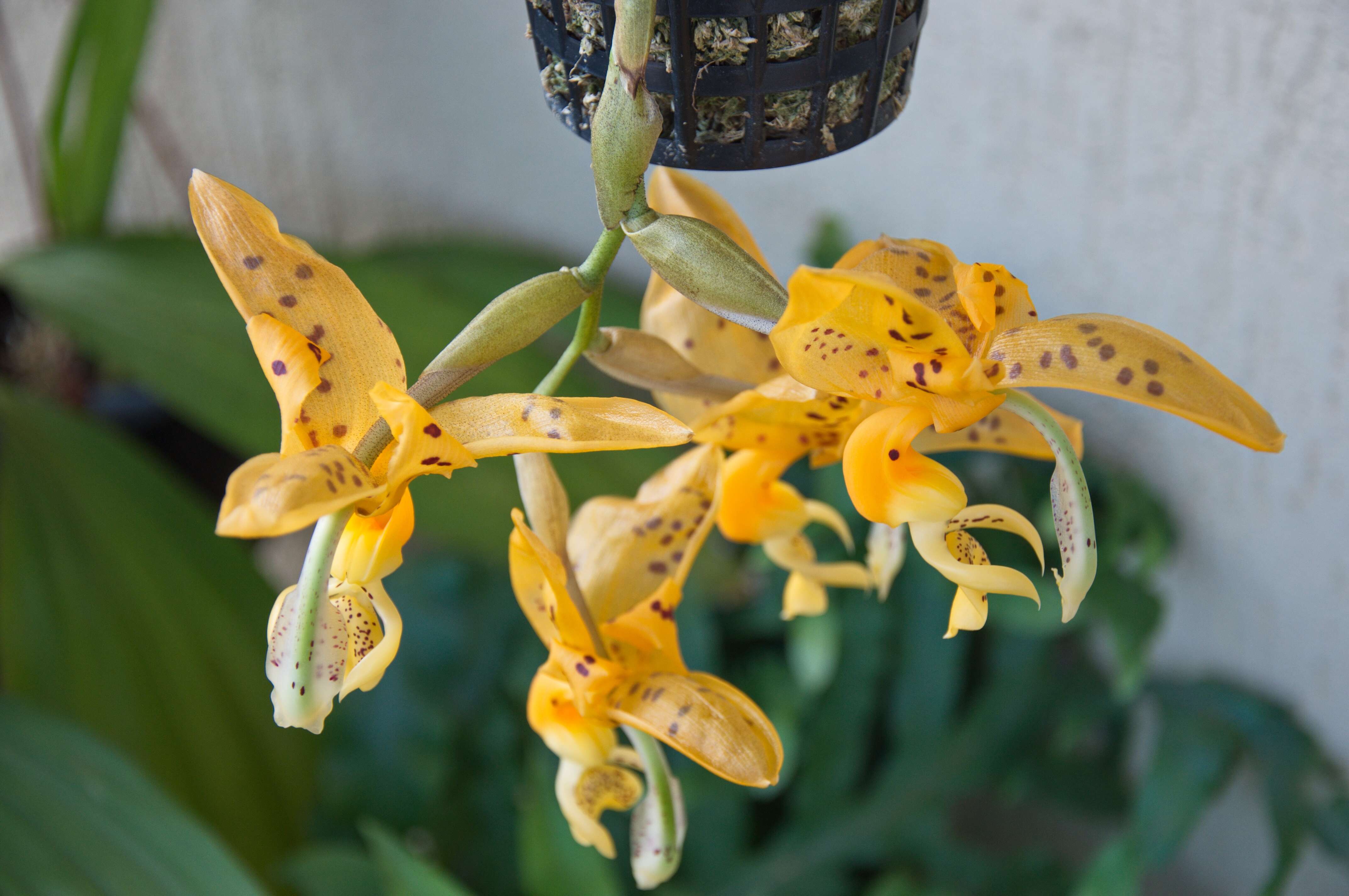 Image of Stanhopea orchid