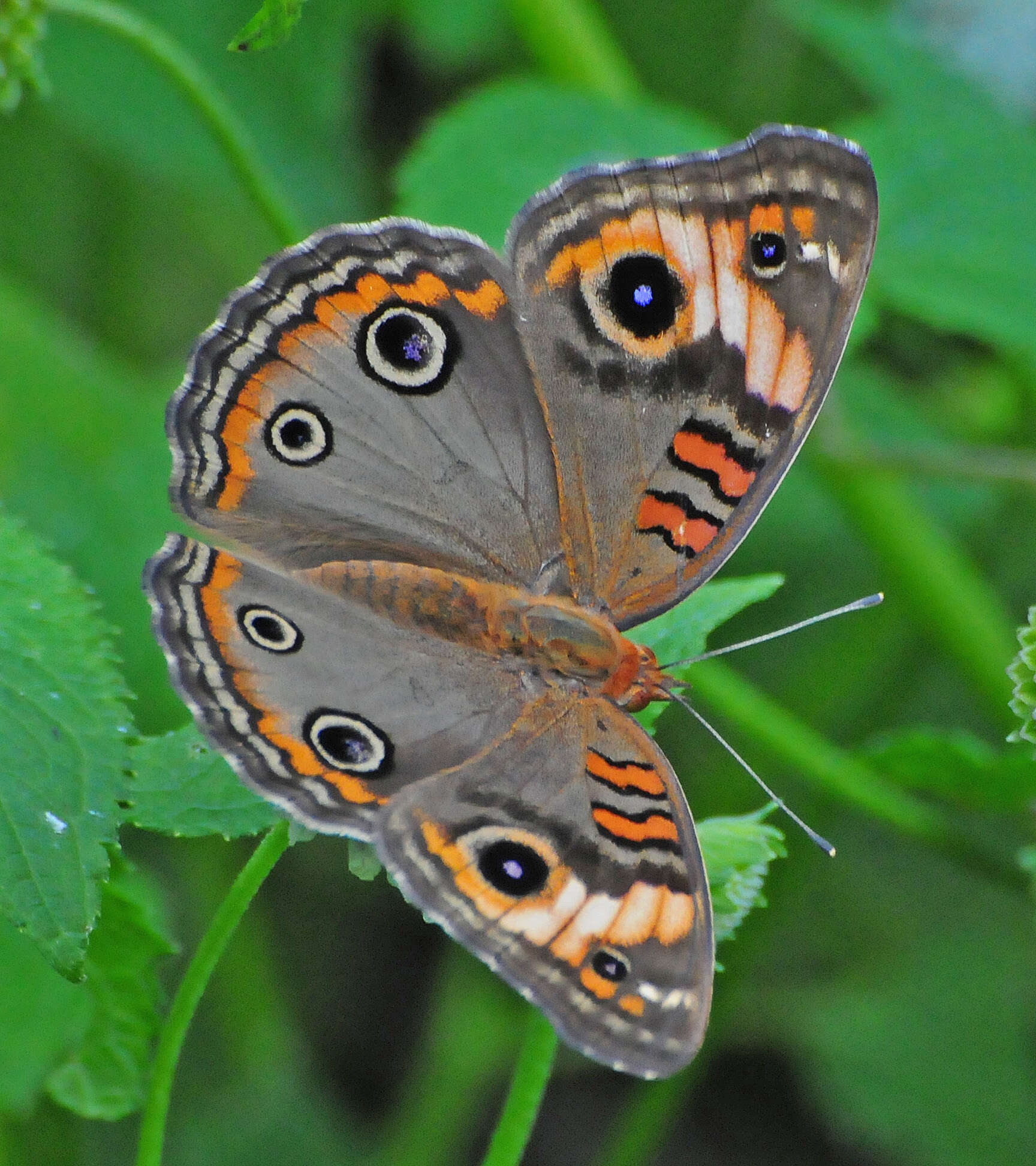 Plancia ëd Junonia evarete Cramer 1782