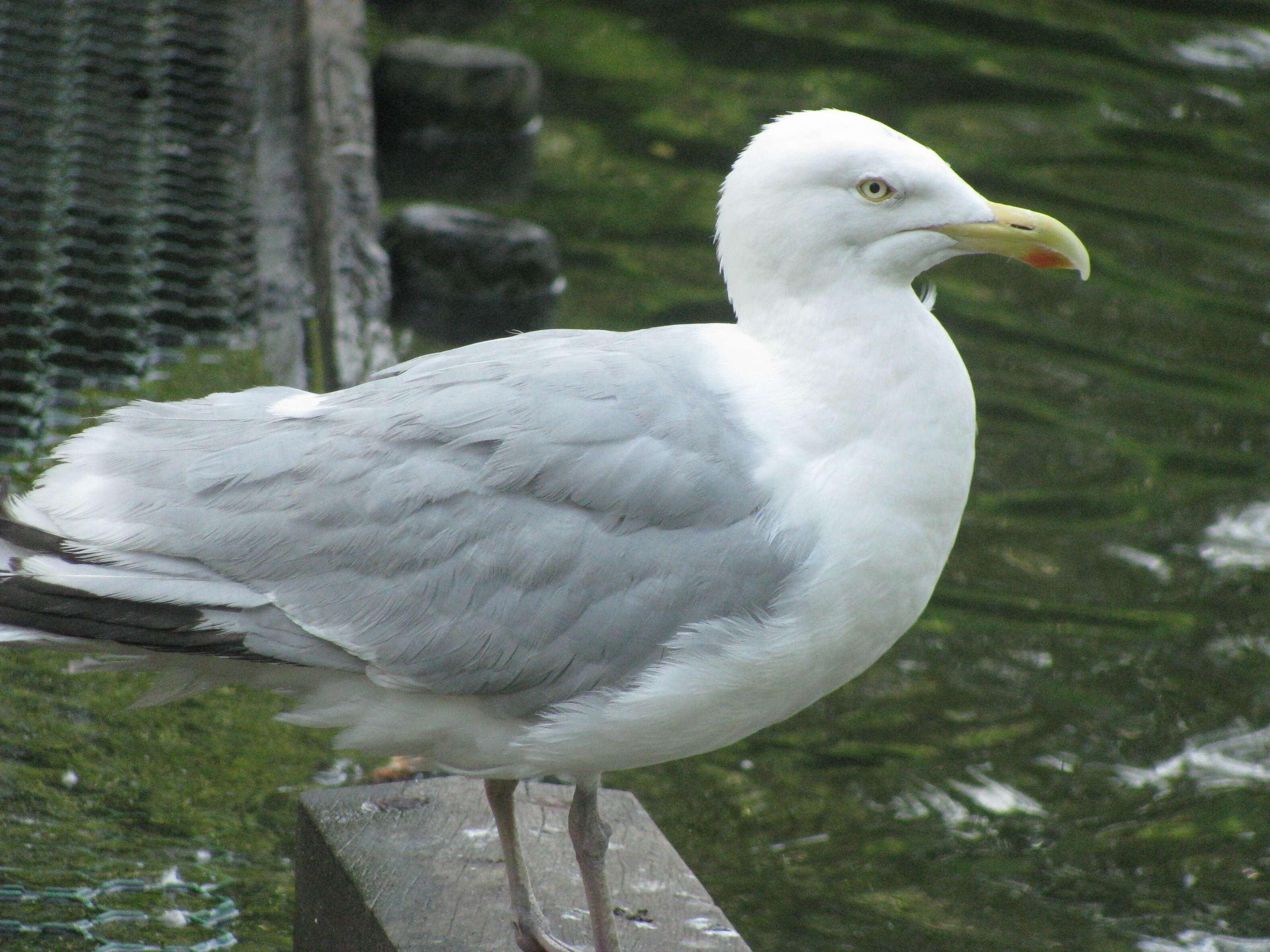 Image of Larus Linnaeus 1758