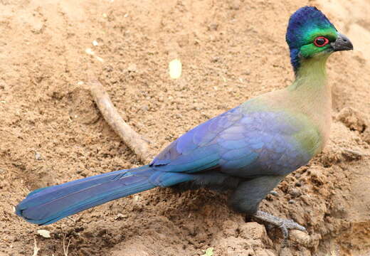 Image of Purple-crested Turaco