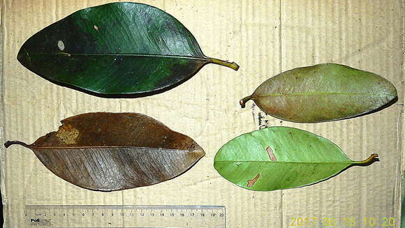 Image of Garcinia macrophylla Mart.