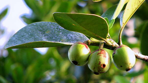 Image of Clusia nemorosa G. F. W. Mey.