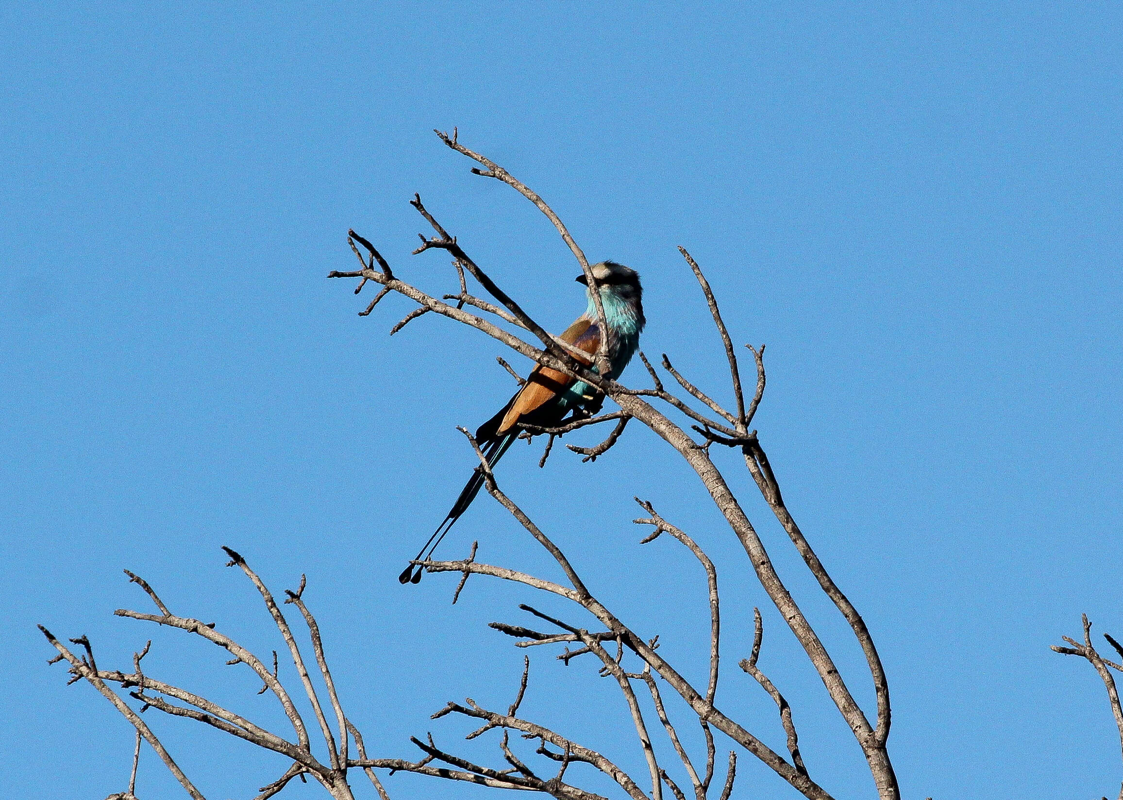 Sivun Coracias spatulatus Trimen 1880 kuva