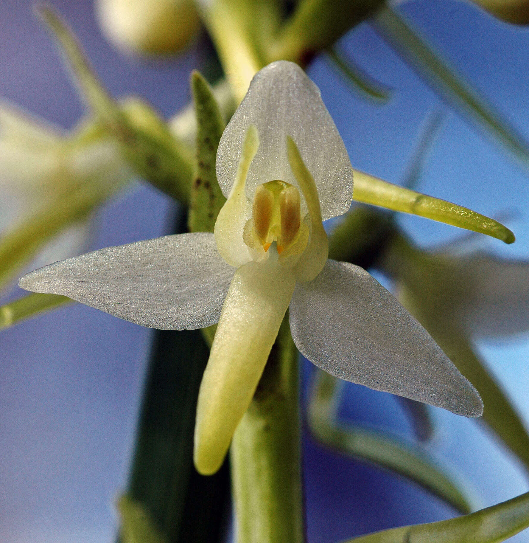 Image of Fringed orchids