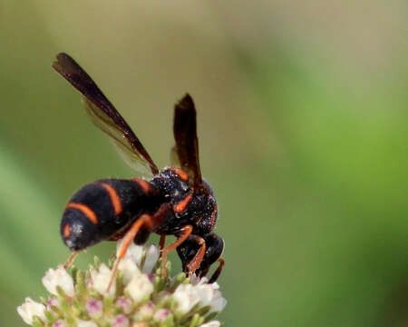 Image of Wasp