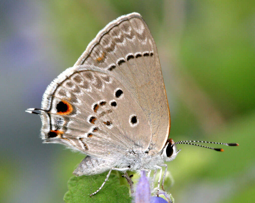 Image of Lycaenidae