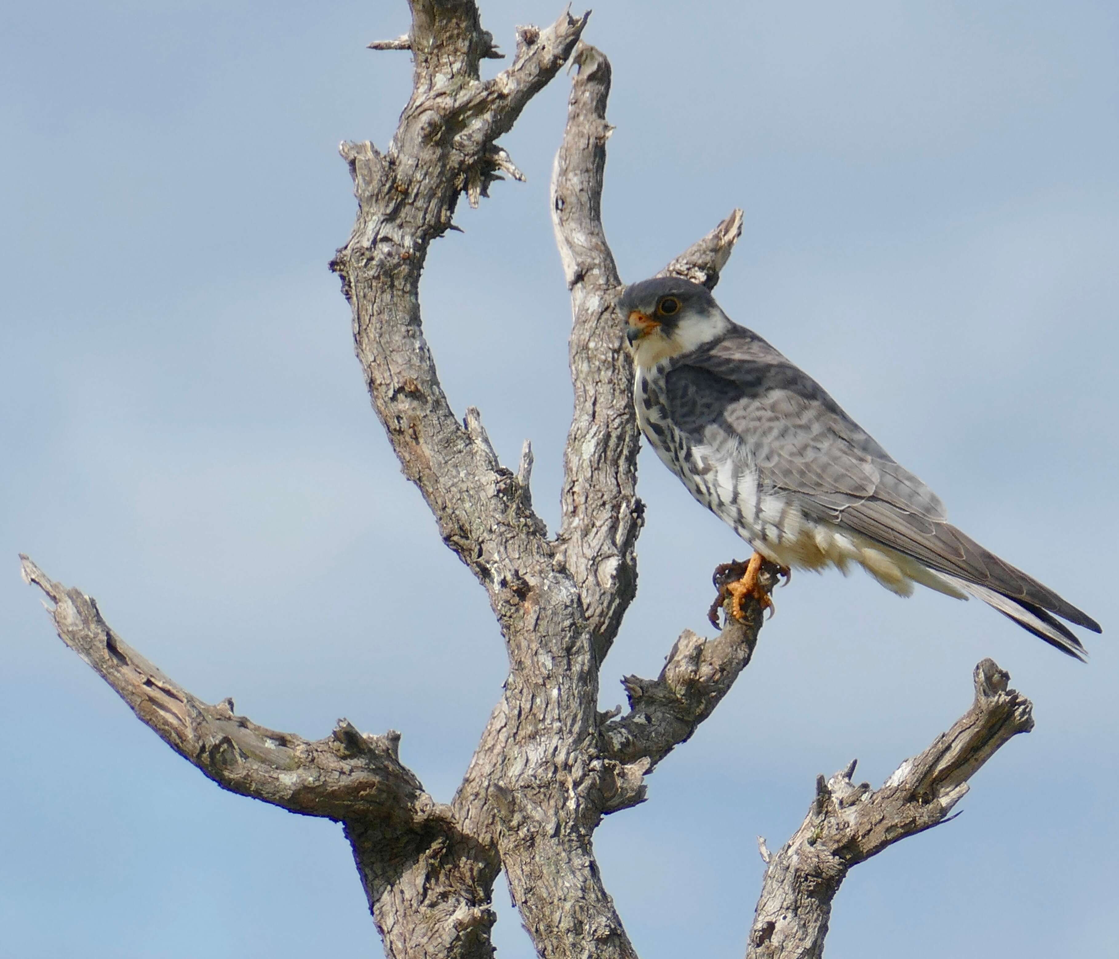 Image of Amur Falcon