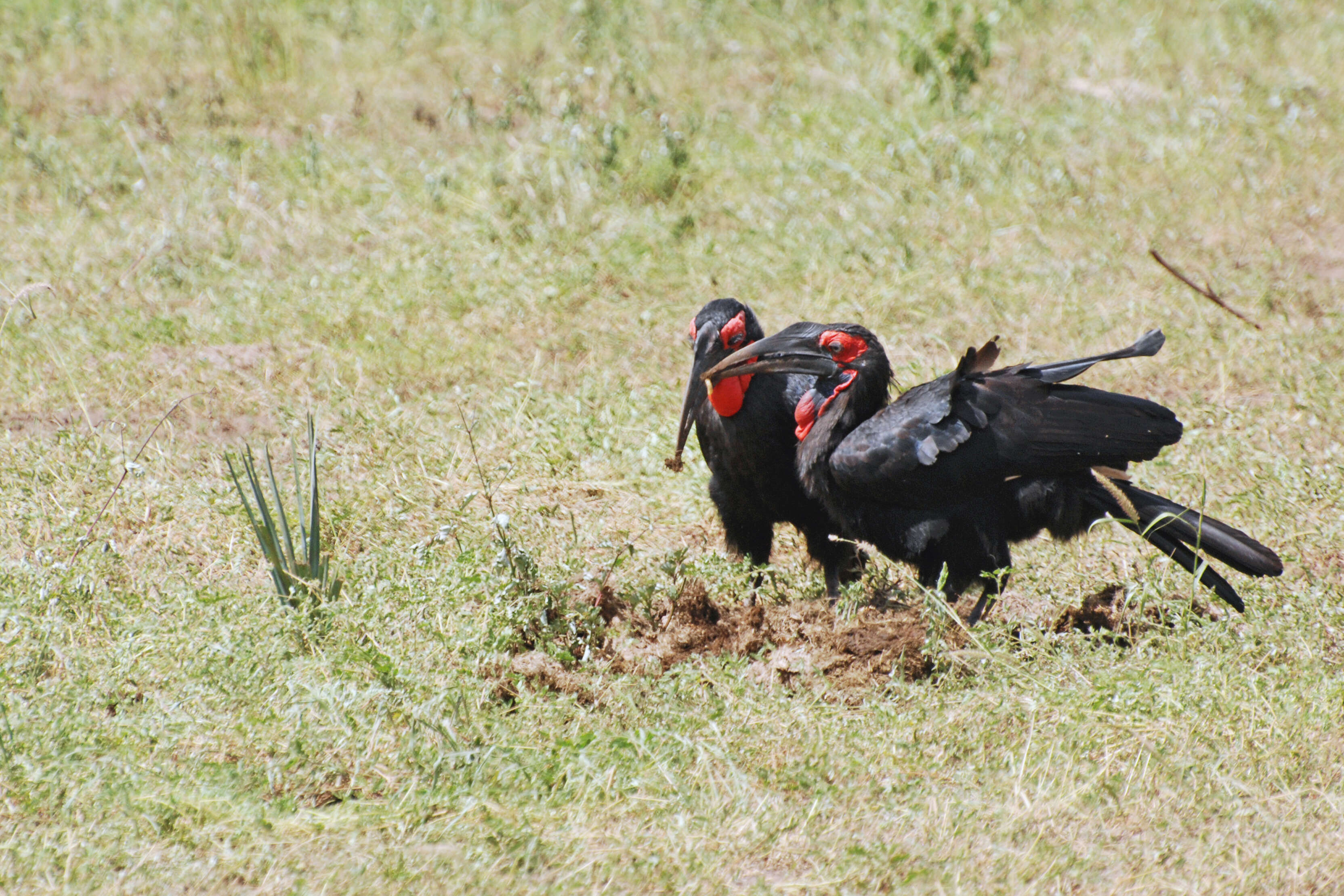 Image of ground-hornbills