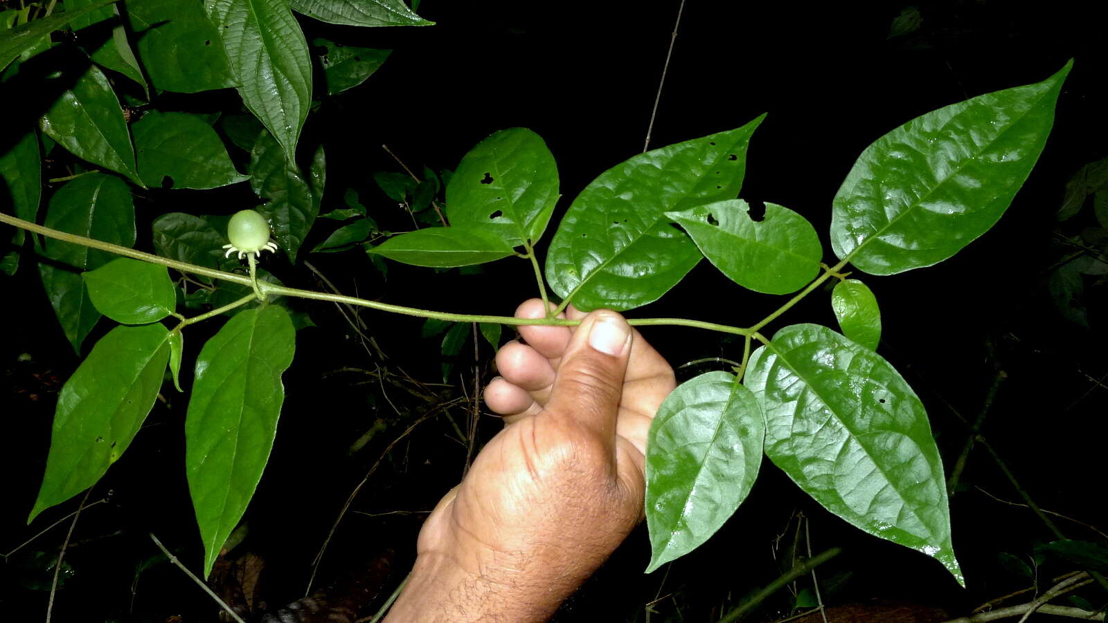 صورة Lycianthes pauciflora (Vahl) Bitter