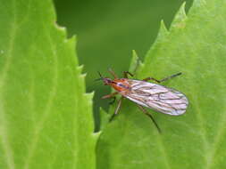 Image of Empis