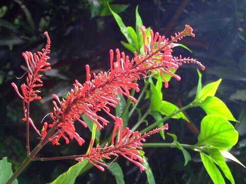 Image of Cardinal's guard flower