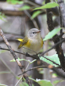 Image of American Redstart