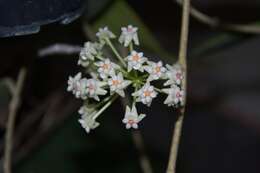 Image of Waxflowers