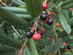 Image de Frangula californica (Eschsch.) A. Gray