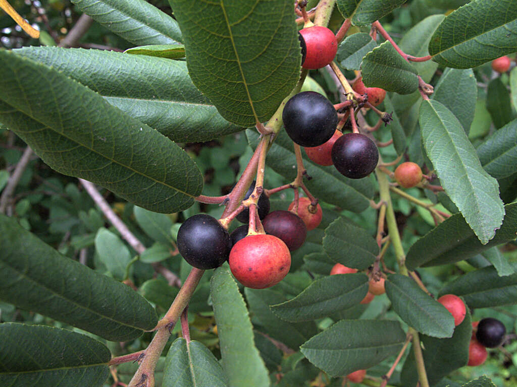 Image of California buckthorn